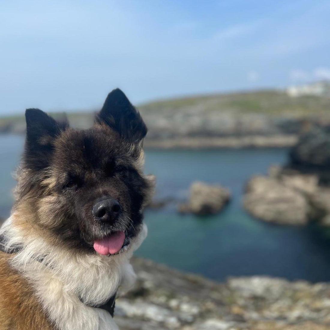 Unleashing Adventure: Exploring Holyhead, the Ultimate Haven for Dogs