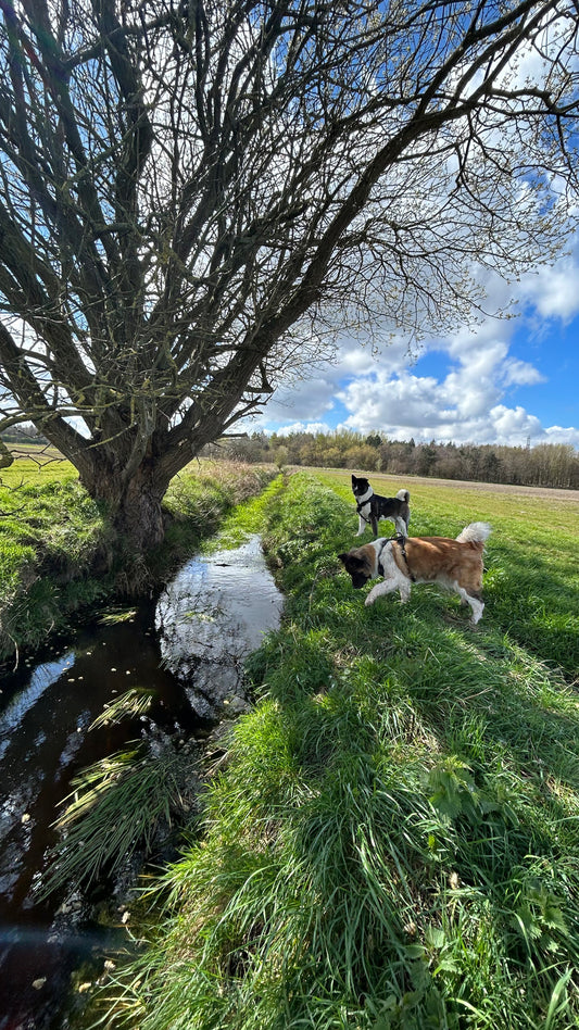 Paws and Reflect: Embracing the Unique Bond with our Canine Companions