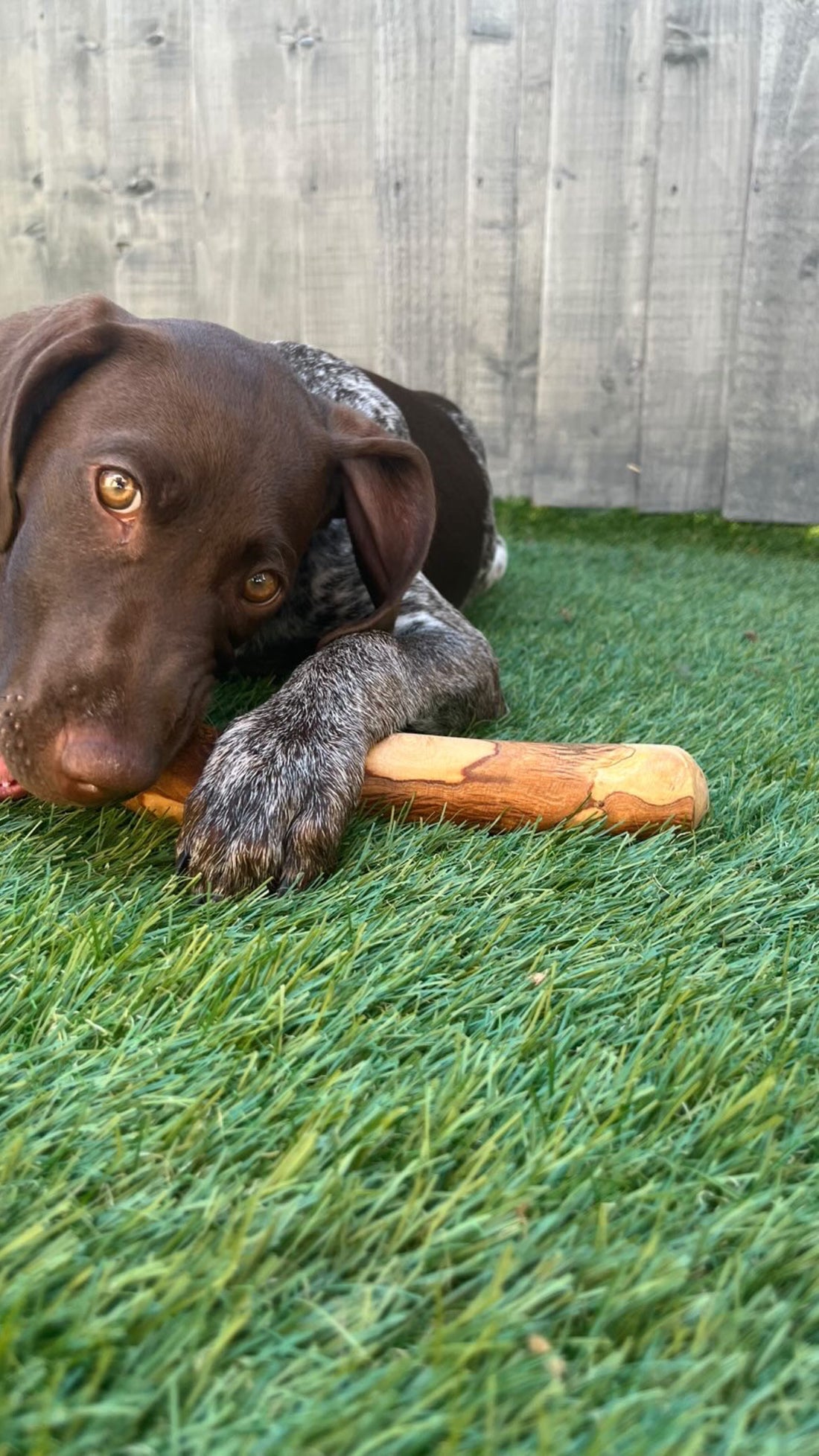 Wholesome Toppers for Furry Friends: Homemade Recipes to Spoil Your Pooch